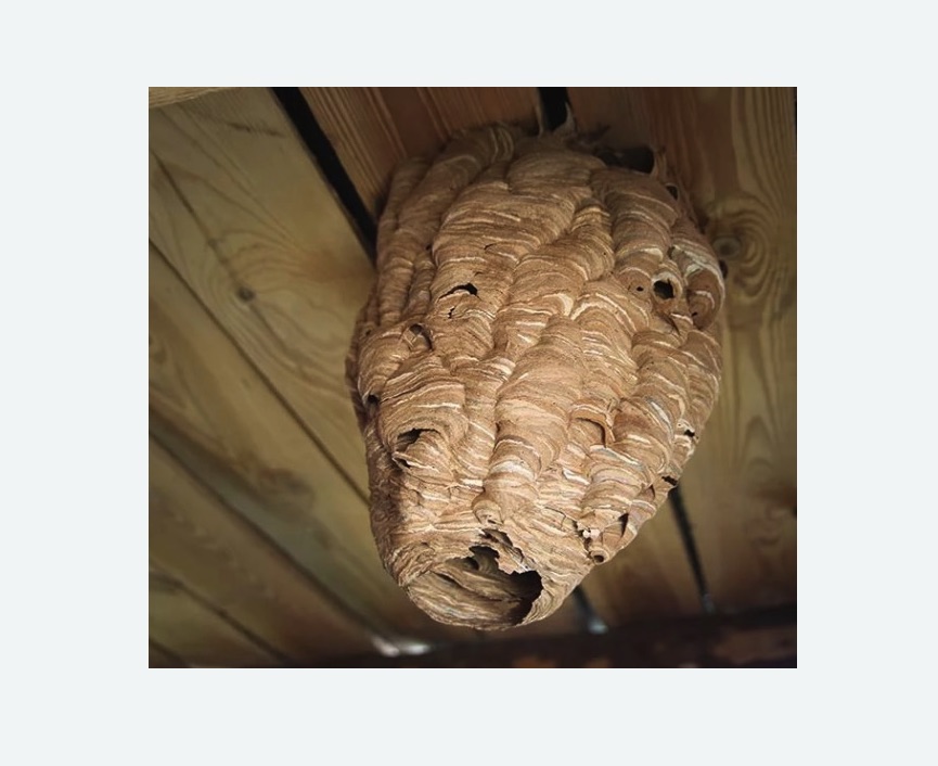 обработка от шершней в Мензелинске