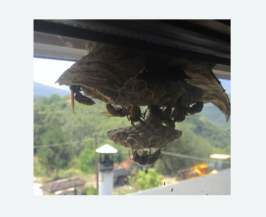 Уничтожение гнёзд шершней в Мензелинске