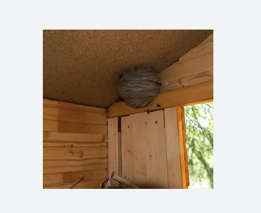 Обработка от ос в Мензелинске Обработка от ос