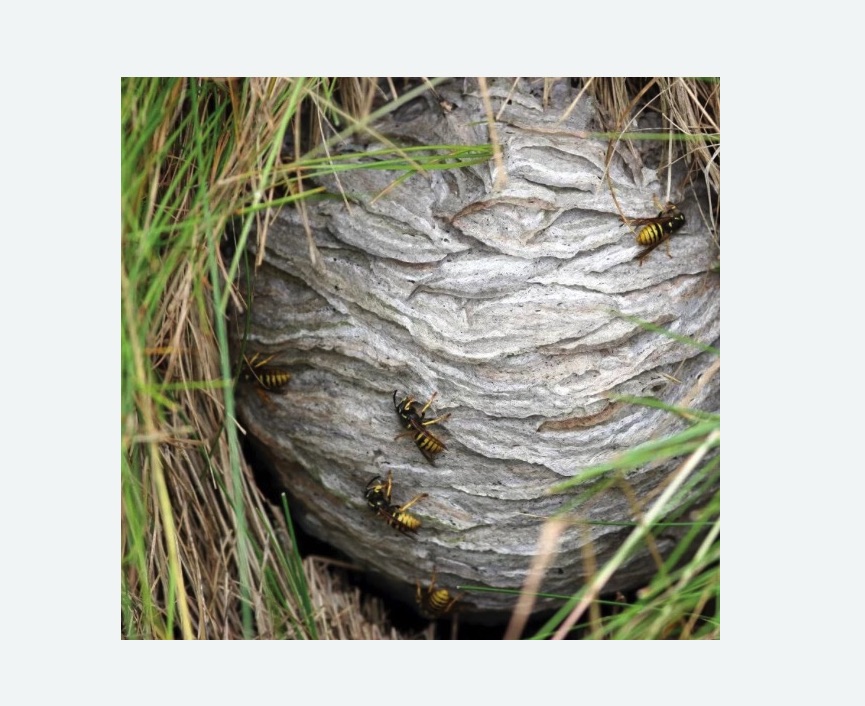 Уничтожение ос и ульев Уничтожение ос и ульев в Мензелинске